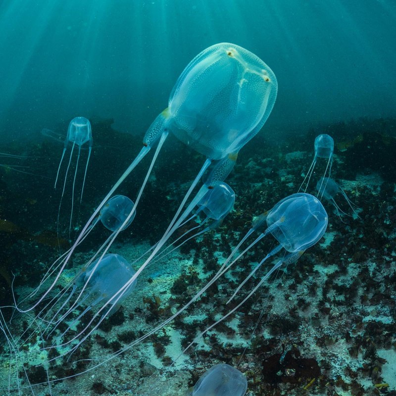 Медузы австралии