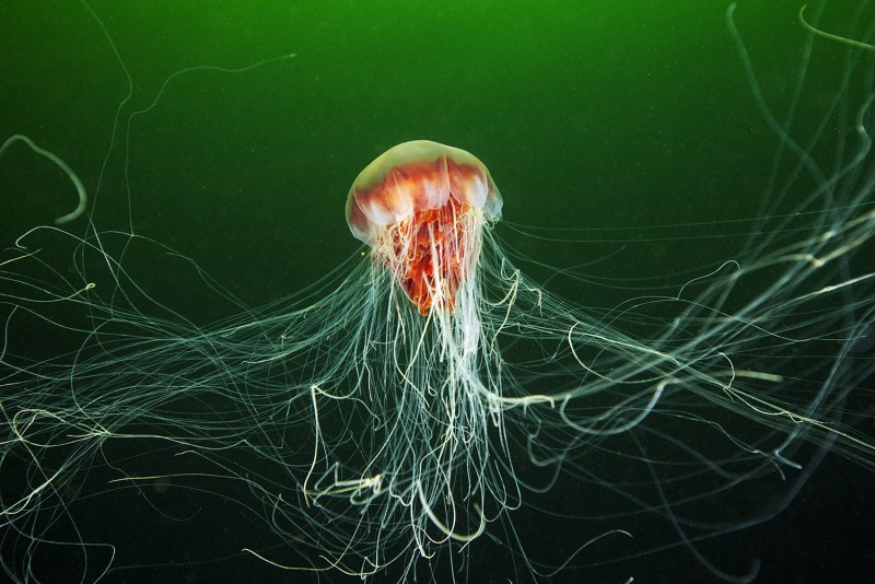 Морская Оса Chironex fleckeri