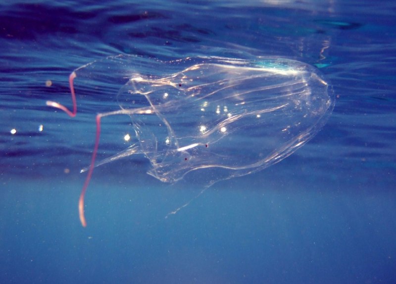 Морская Оса Chironex fleckeri