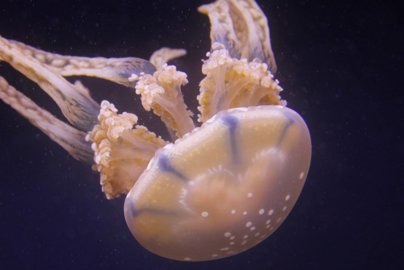 Медуза Tripedalia Cystophora