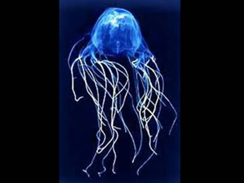 Chironex Yamaguchii