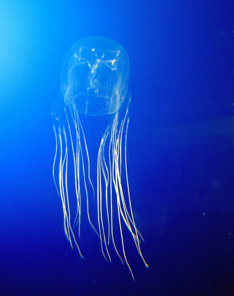 Морская Оса Chironex fleckeri