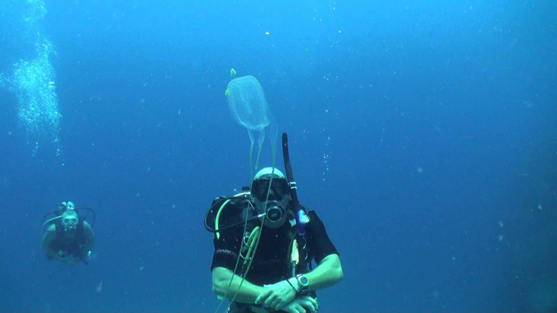 Осьминог морская Оса