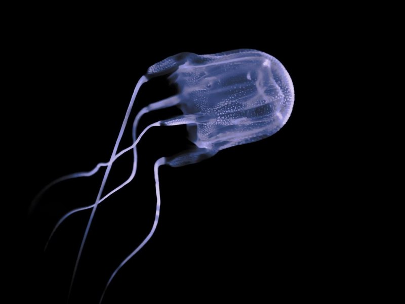 Chironex fleckeri
