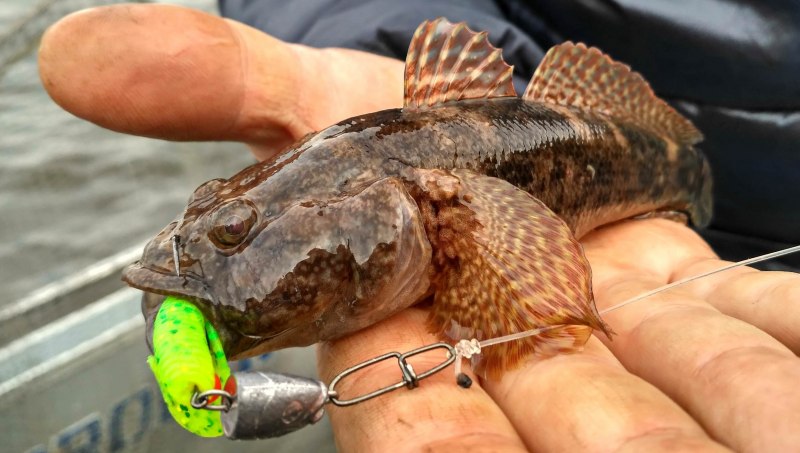 Обыкновенный подкаменщик (COTTUS gobio)