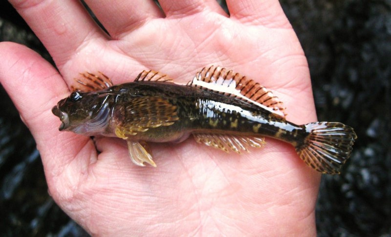Обыкновенный подкаменщик (COTTUS gobio)