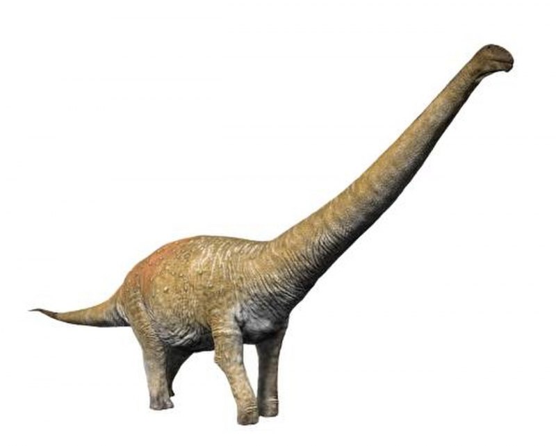Camarasaurus динозавр