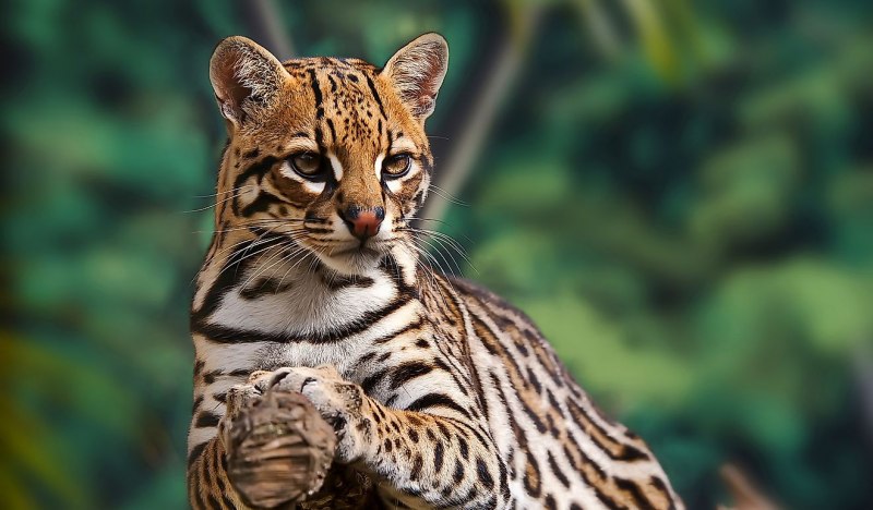 Род тигровые кошки (leopardus)