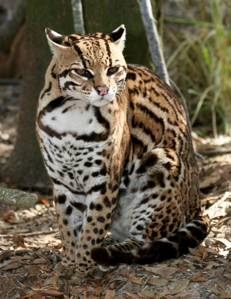 Оцелот (leopardus pardalis)
