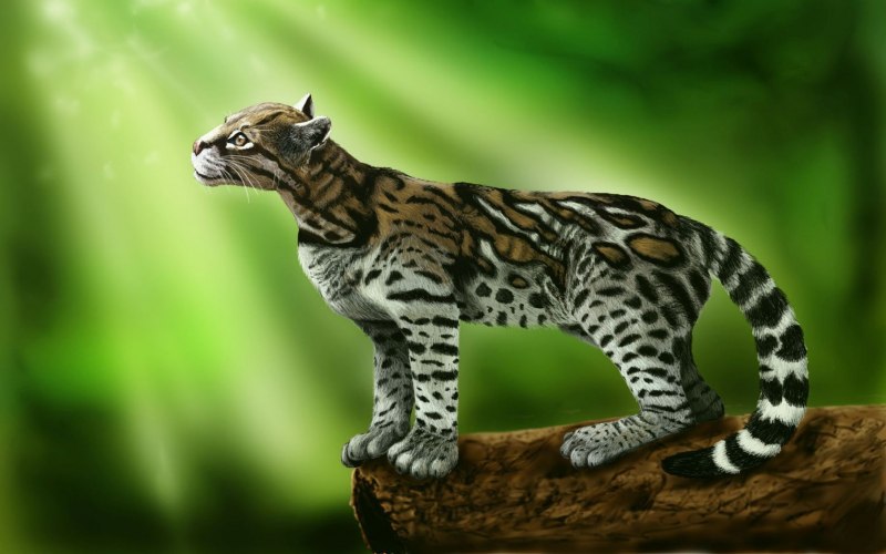 Леопардовая кошка Оцелот