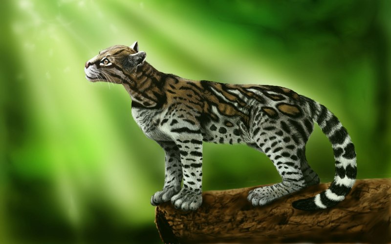 Дикая кошка Оцелот