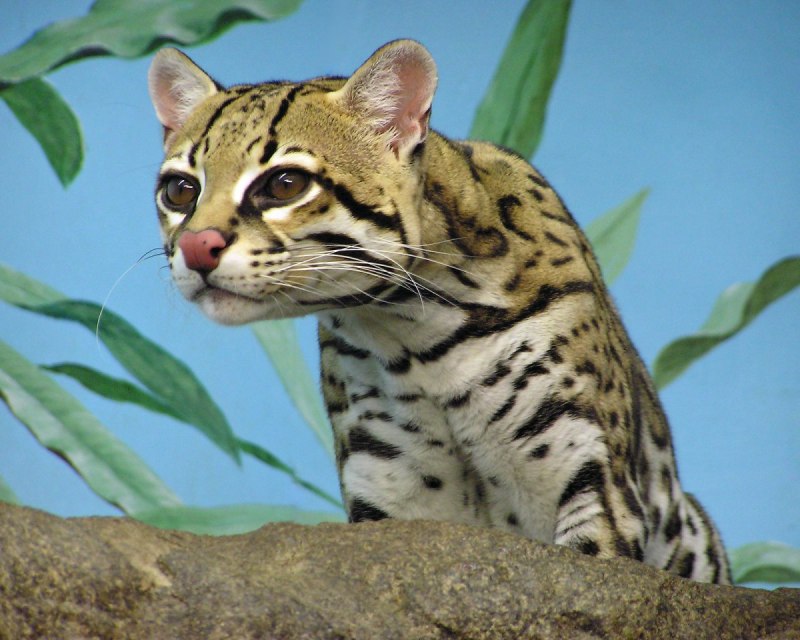 Оцелот (leopardus pardalis)