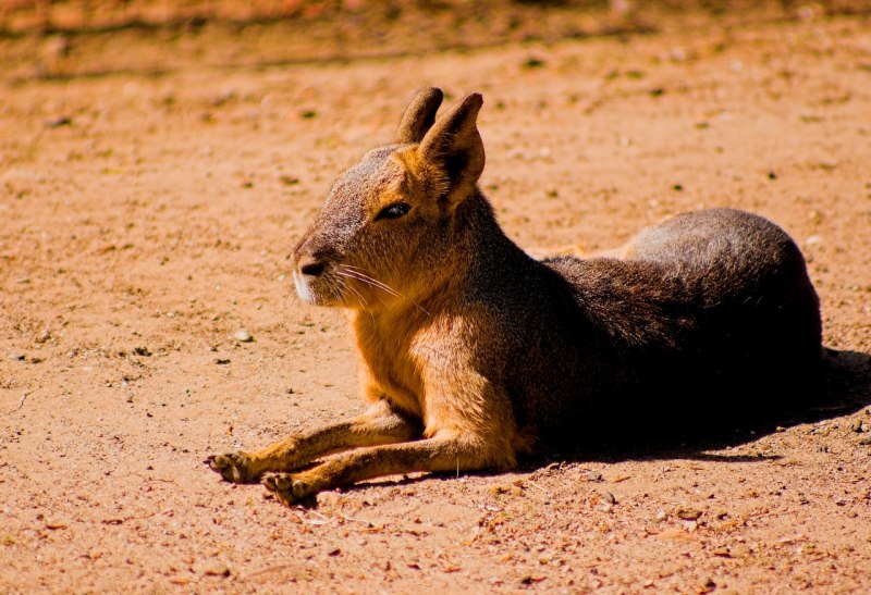 Dolichotis Patagonica