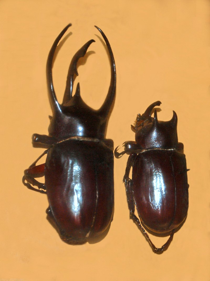 Chalcosoma Atlas