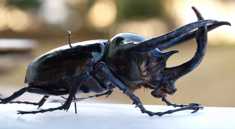 Жук Chalcosoma