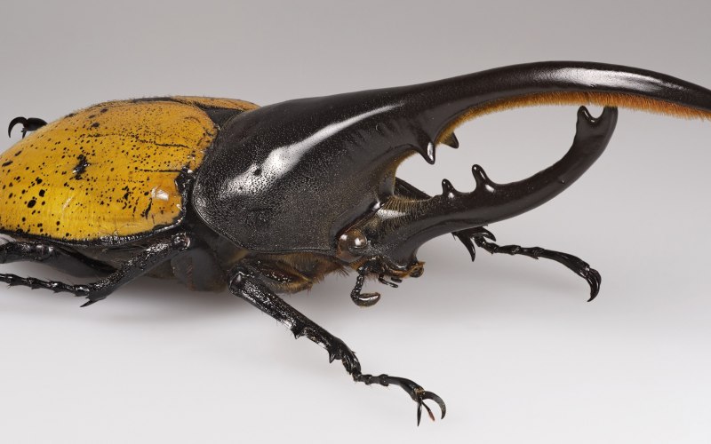 Жук Chalcosoma Caucasus