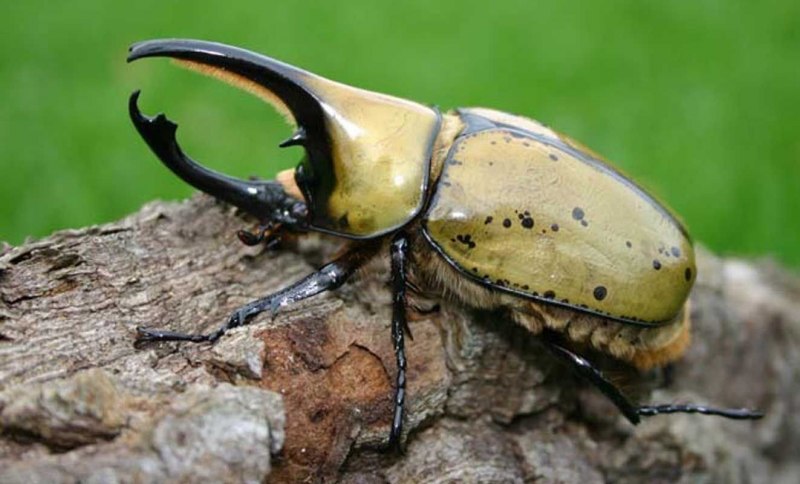 Chalcosoma Atlas