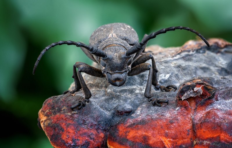 Chalcosoma Atlas Atlas