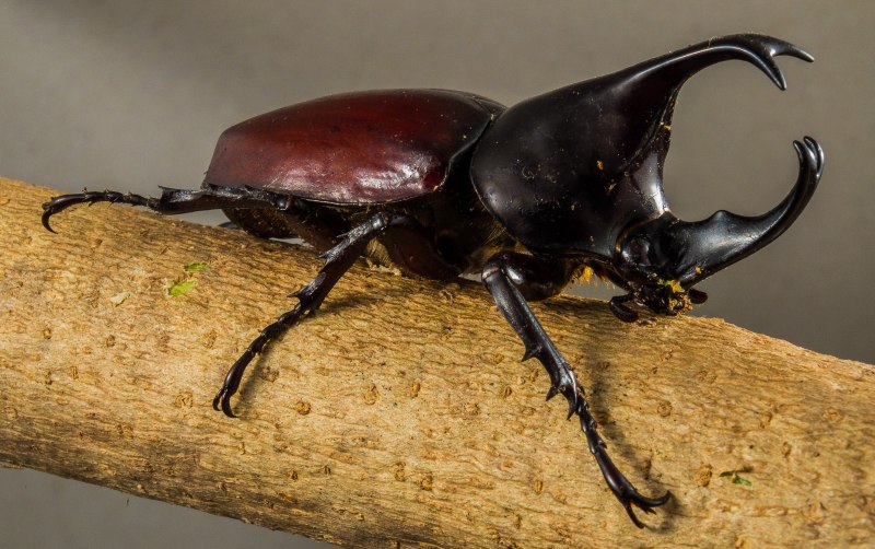 Chrysolina septentrionalis