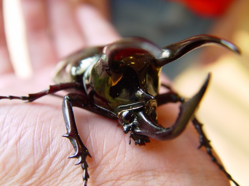 Chalcosoma Caucasus