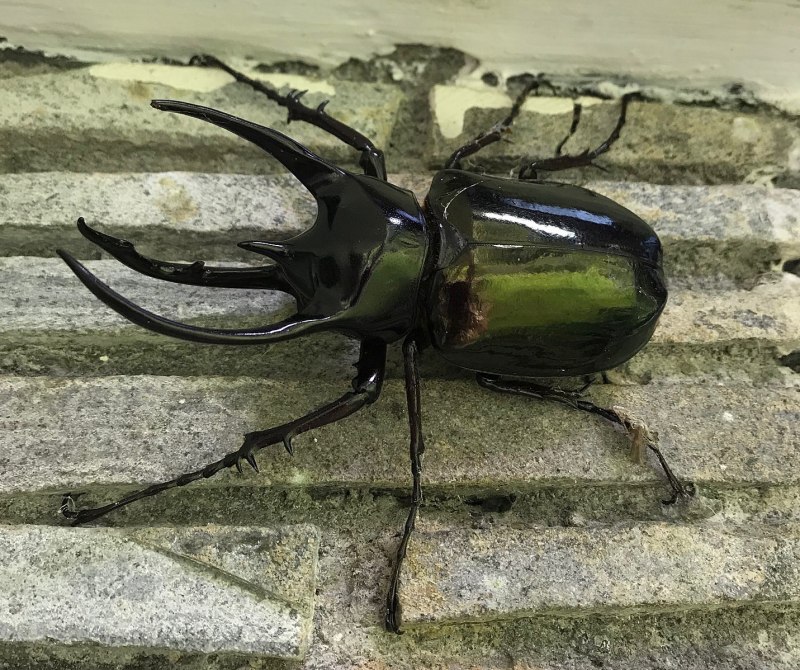 Chalcosoma Atlas Atlas