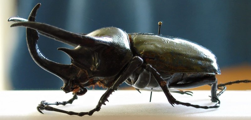 Chalcosoma Atlas Atlas