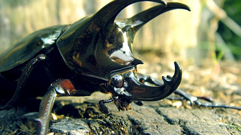 Chalcosoma Atlas