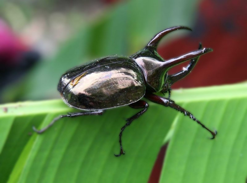 Chalcosoma Atlas Жук