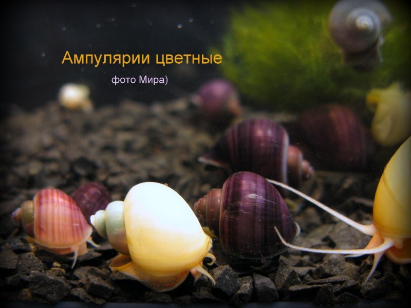 Улитка ампулярия синяя