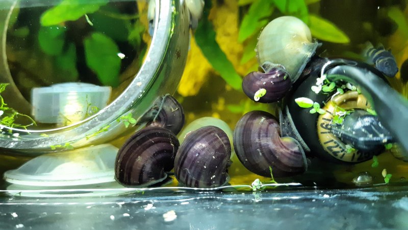Ампулярия (Pomacea bridgesii) XL