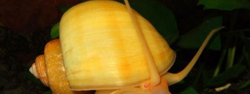 Ампулярия малыши