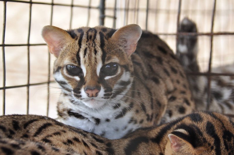 Prionailurus bengalensis