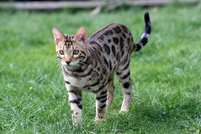 Prionailurus bengalensis