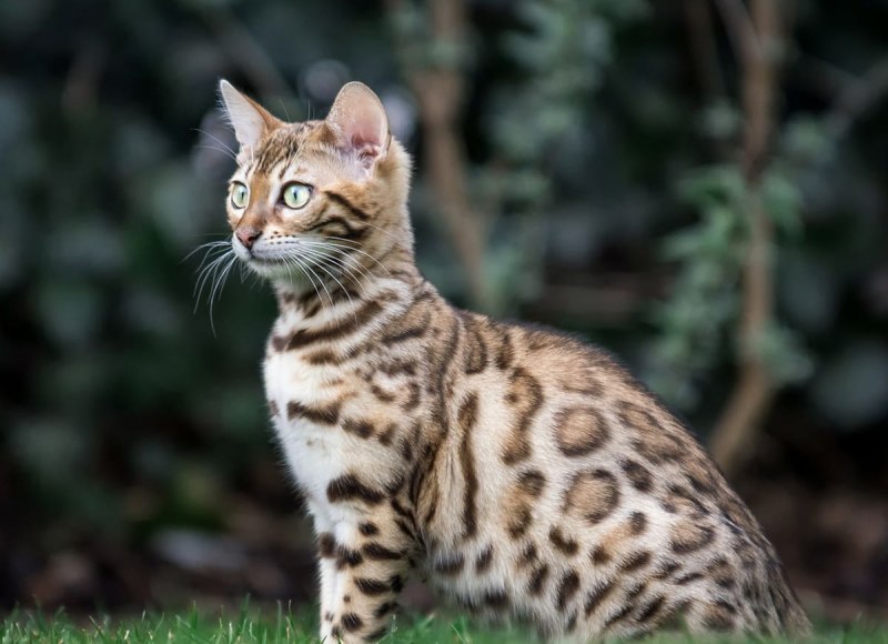 Леопардовая кошка Оцелот