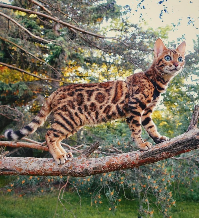 Бенгальская кошка
