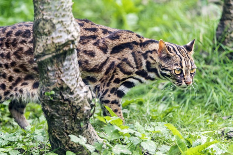 Дикая Бенгальская леопардовая кошка