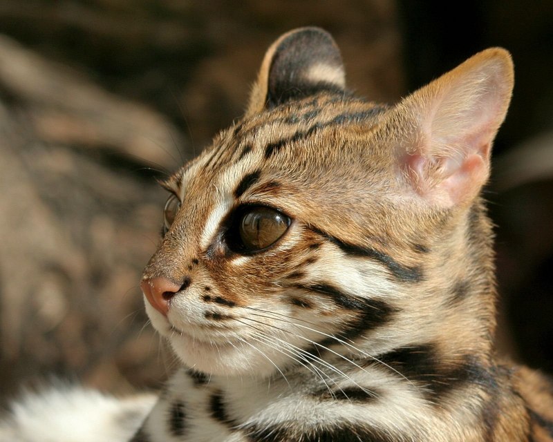 Бенгальская кошка