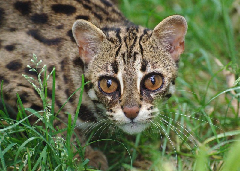 Бенгальская кошка кошка
