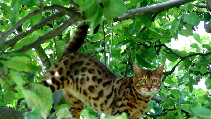 Азиатская леопардовая кошка