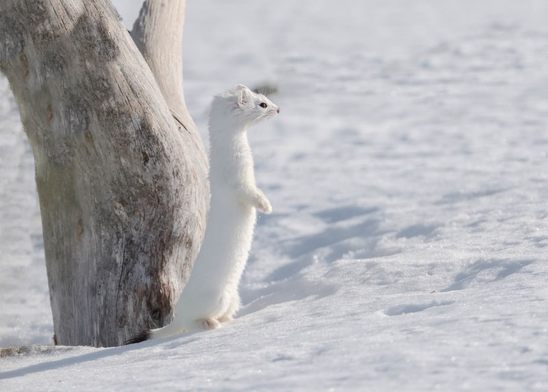 Mustela putorius furo