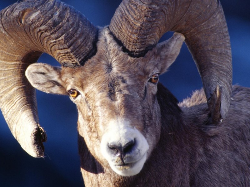 Ovis canadensis
