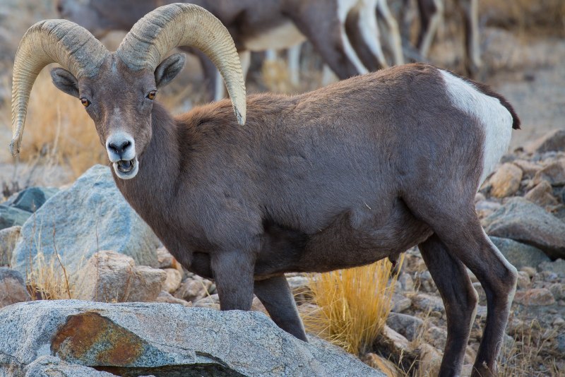 Толсторогий баран (Ovis canadensis).