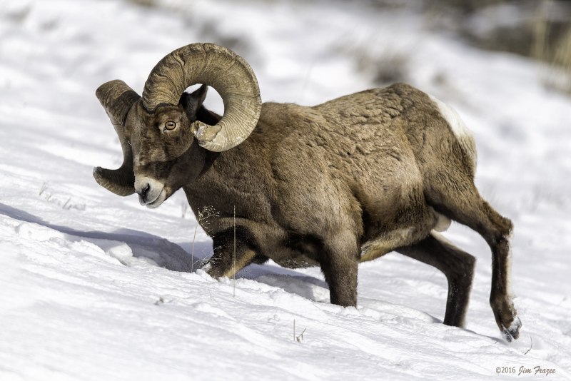 Desert Bighorn Sheep