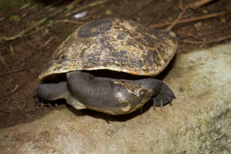 Бахромчатая черепаха фото