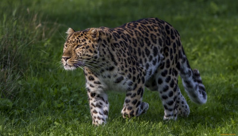 Амурский леопард (69 фото)