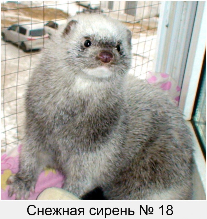 Норка Хедлунд белая