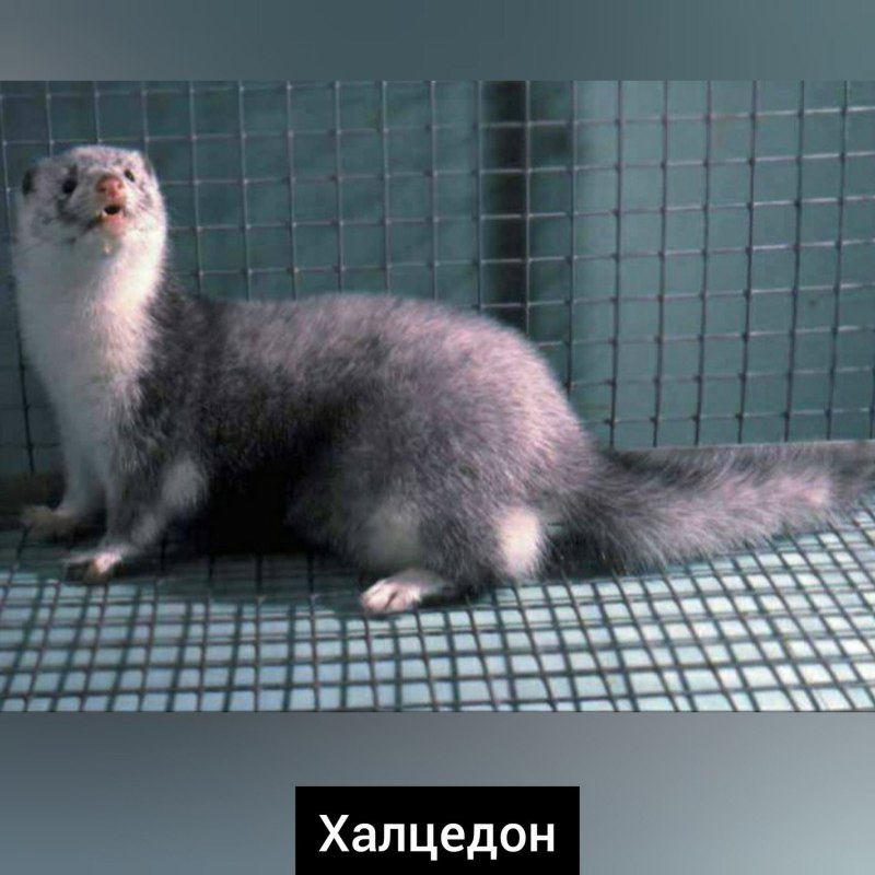 Истребление норок в Дании