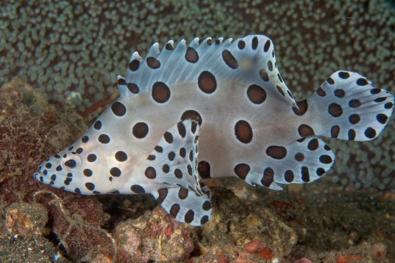 Spotted Boxfish