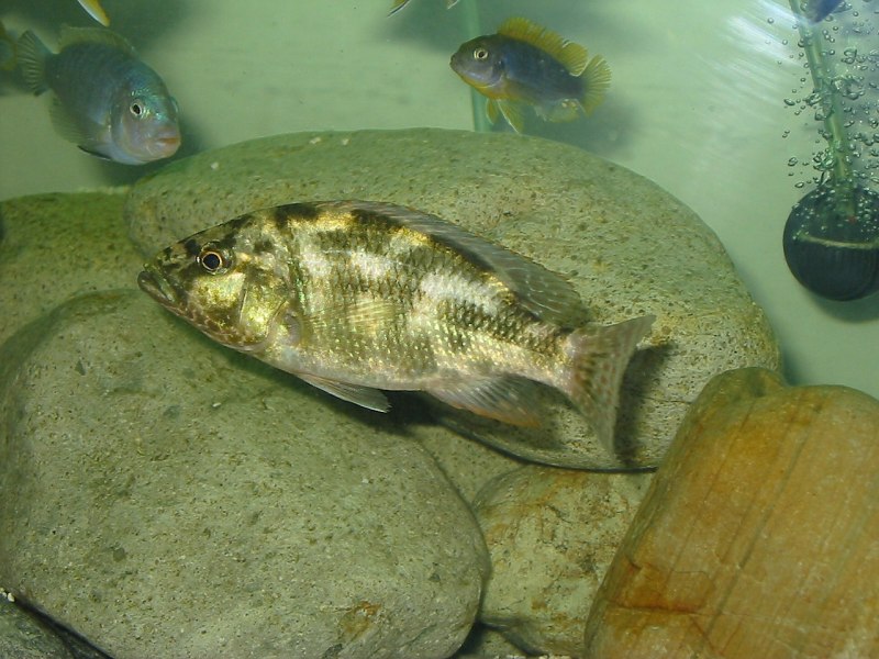 Сомики коридорасы Джули