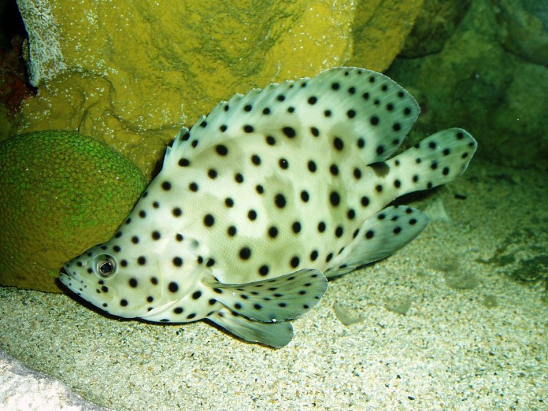 Baryancistrus xanthellus